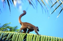 lémurien maki en marche sur une palme, Province de Tamatava (Taomasina)