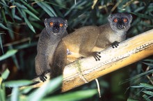 lémurien couple de makis des bambous, Province de Tamatava (Taomasina)
