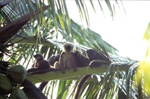 lémurien maki, famille de Lémur à front blanc, Province de Tamatava (Taomasina)