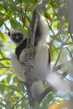 lémurien sifaka, Propithèque de Coquerel sur un arbre, Province de Mahajunga