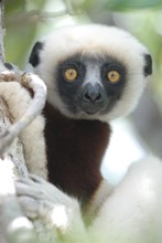 curieux lémurien sifaka, Propithèque de Coquerel, Province de Mahajunga