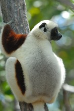 lémurien sifaka de dos, Propithèque de Coquerel, Province de Mahajunga