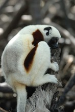 lémurien sifaka dans la mangrove, Propithèque de Coquerel, Province de Mahajunga