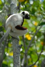 lémurien sifaka avant un saut, Propithèque de Coquerel, Province de Mahajunga