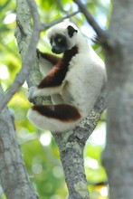 Paisible lémurien sifaka, Propithèque de Coquerel, Province de Mahajunga