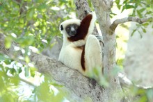 lémurien sifaka au repos, Propithèque de Coquerel, Province de Mahajunga