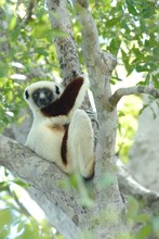 lémurien sifaka pendant la sieste, Propithèque de Coquerel, Province de Mahajunga