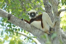 lémurien sifaka surpris au repos, Propithèque de Coquerel, Province de Mahajunga