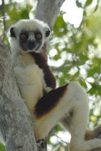 lémurien sifaka à l'heure de la sieste, Propithèque de Coquerel, Province de Mahajunga