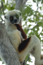 lémurien sifaka assis, Propithèque de Coquerel, Province de Mahajunga