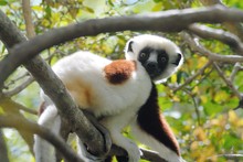 lémurien sifaka en promenade dans la mangrove, Propithèque de Coquerel, Province de Mahajunga