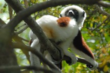 lémurien sifaka en promenade dans la mangrove, Propithèque de Coquerel, Province de Mahajunga