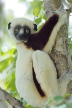 lémurien sifaka pendant la pause, Propithèque de Coquerel, Province de Mahajunga