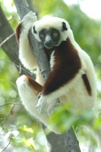 lémurien sifaka pendant la pause, Propithèque de Coquerel, Province de Mahajunga