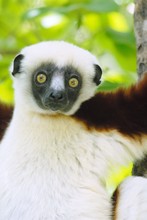 portrait de lémurien sifaka, Propithèque de Coquerel, Province de Mahajunga