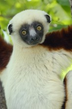 lémurien sifaka de face, Propithèque de Coquerel, Province de Mahajunga