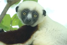 face à face avec le lémurien sifaka, Propithèque de Coquerel, Province de Mahajunga