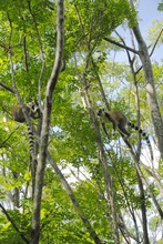 lémurien maki catta, Province de Fianarantsoa