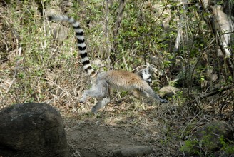 lémurien maki catta, Province de Fianarantsoa