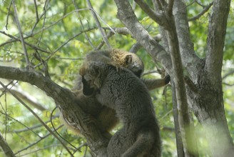 lémurien maki à front roux, Province de Tulear