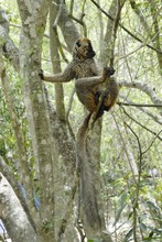 lémurien maki à front roux, Province de Tulear