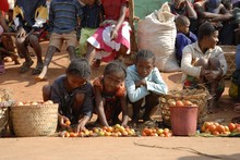 Marché d'Ambalavao, jeunes vendeurs de tomates, Province de Fianarantsoa