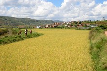 Paysage et rizières, Province de Tananarive (Antananarivo)