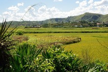 Paysage jardins et rizières, Région Tananarive