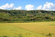 Paysage rizières et rizières en terrasses, Région Tananarive