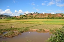 Paysage rizières aux pieds d'un village, Région Tananarive