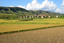 Paysage rizières des hauts plateaux, Région Tananarive