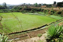 Paysage jardins en terrasses, rizières, Entre Antsirabe et Miandrivazo