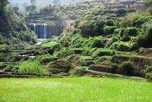 Paysage jardins en terrasses, rizières, Entre Antsirabe et Miandrivazo