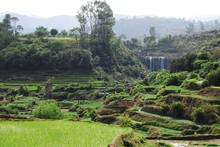 Paysage jardins en terrasses, rizières, Entre Antsirabe et Miandrivazo