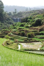Paysage jardins en terrasses, rizières, Entre Antsirabe et Miandrivazo