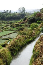 Paysage jardins en terrasses, rizières, Entre Antsirabe et Miandrivazo