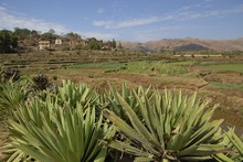 Paysage jardins en terrasses, rizières, Entre Antsirabe et Miandrivazo