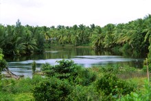 cocoteraie à Antalaha, Province de Tamatava (Taomasina)