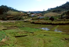Rizières, Province de Tananarive (Antananarivo)