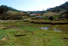 Rizières, Province de Tananarive (Antananarivo)