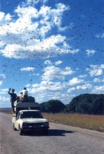 Traversée de crickets, Province de Fianarantsoa