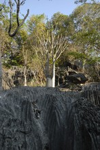 Petit Tsingy du Bemaraha, Province de Majunga (Mahajunga)